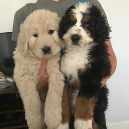 Bernedoodle and Goldendoodle Puppies from O'Dells Doodles