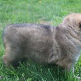 German Shepherd Puppies from Silver Raye German Shepherds