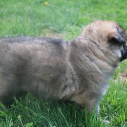 German Shepherd Puppies from Silver Raye German Shepherds