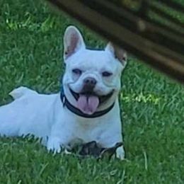 DJ - French Bulldog