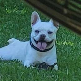 DJ - French Bulldog