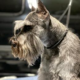 Marylin - Miniature Schnauzer