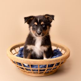 Australian Shepherd Puppies from Morton’s Farm