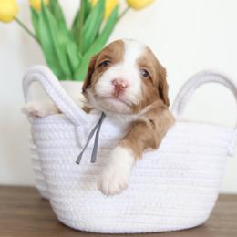 Grey- Charlie - Parti male Goldendoodle puppy in Hobbs, New Mexico from Goldie Locks Golden Retrievers & Doodles