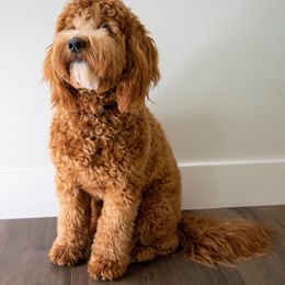 Bronson - Goldendoodle