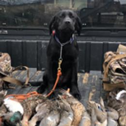 Keira - Labrador Retriever