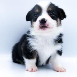 Bagheera - Black and tan male American Corgi puppy in Star City, Arkansas from T4 Farms