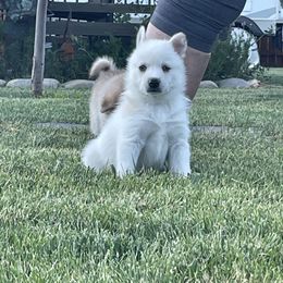 Pomsky Puppies from Promise Land Pomskies