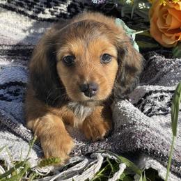 Alphonse - Red male Dachshund puppy in Scio, Ohio from Neuhund Mini Dachshunds