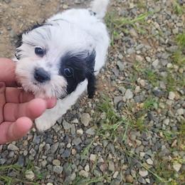 Talia - Black and white female Cockapoo puppy in Ellensburg, Washington from Dawn to Dusk Cockapoos