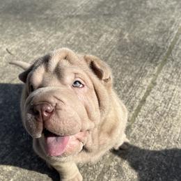 Chinese Shar-Pei Puppies from Amy Mahaffey's Chinese Shar-Pei