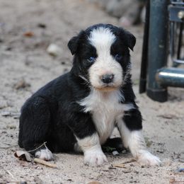 Australian Shepherd Puppies from Stephanie Young's Australian Shepherds