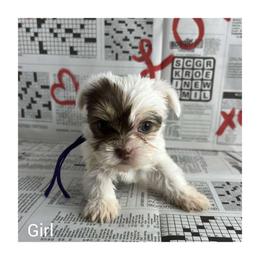 Yorkshire Terrier Puppies from Kruz Kennels