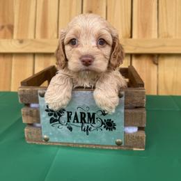 Blaze Monoukian - Buff female Cockapoo puppy in Connersville, Indiana from MoonShine Babies