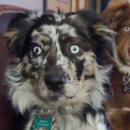 Luna - Australian Shepherd