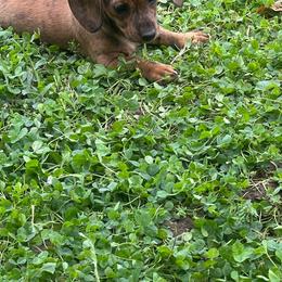 Dachshund Puppies from Witchy Woman’s Wiener’s