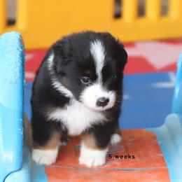 Justin - Black tri male Miniature American Shepherd puppy in Mineola, Texas from Southern Star Miniature American Shepherds