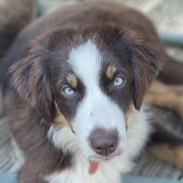 Daphne - Australian Shepherd