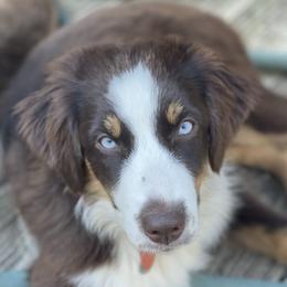 Daphne - Australian Shepherd