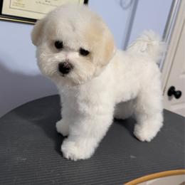 Bonnie - White and buff female Bichon Frise puppy in Rome, Georgia from Southern Sands Bichons