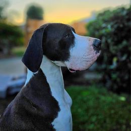 Great Dane puppies from Gigantes de Cervantes