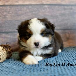 BTM 1 - Black tri male Toy Australian Shepherd puppy in Russellville, Arkansas from Rockin H Aussies