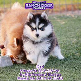 Karl - Black and white male Pomsky puppy in Humeston, Iowa from M.A.R. Dogs