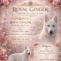 Ginger - German Shepherd