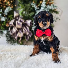 Timber - Phantom male Poodle puppy in Gaylord, Michigan from Dog Mom Co.