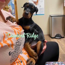 Teal collared girl - Black and rust female Doberman Pinscher puppy in Winamac, Indiana from DIAMOND RIDGE DOBERMANS