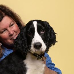 English Springer Spaniels from LLEWELLYN FARMS ENGLISH SPRINGER SPANIELS