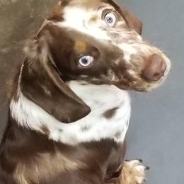 Kona - Dachshund