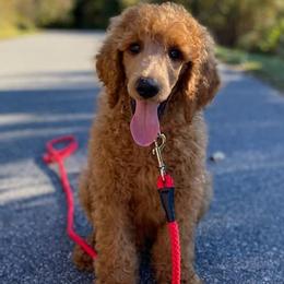 Poodles from Rita's Poodles