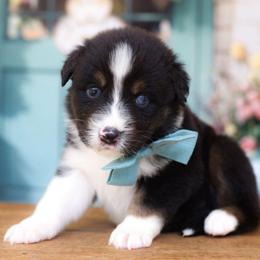 Rose - Black tri-color female Australian Shepherd puppy in Georgetown, Texas from River Reign Australian Shepherds