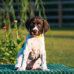 Beacon - Liver and white male German Shorthaired Pointer puppy in Chocowinity, North Carolina from Foxtail Hollow