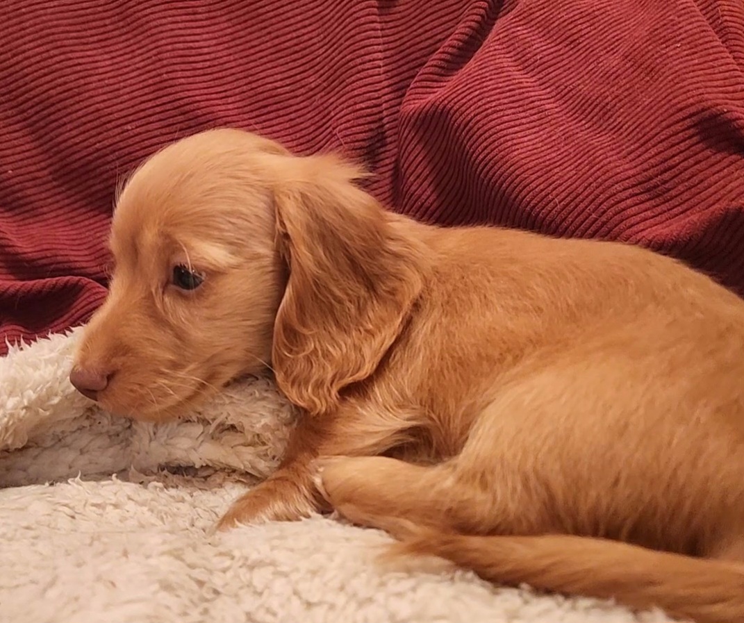 Dachshund Puppies from Katie Light