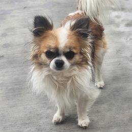Toby - Chihuahua