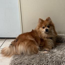 Sky - Pomeranian
