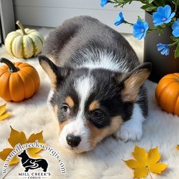Autumn - Black and tan female Pembroke Welsh Corgi puppy in Taylorsville, North Carolina from Mill Creek’s Pembroke Welsh Corgis and French Bulldogs