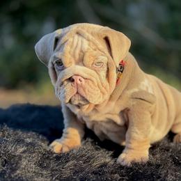 Ms London - Lilac tri-color female Bulldog puppy in Rockledge, Florida from BV Bulldogs