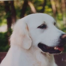 Reyssy - Golden Retriever