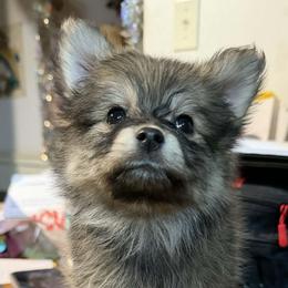 Bambi - Wolf sable female Pomeranian puppy in Newport News, Virginia from Itty Bitty Poms