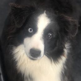 Sally - Australian Shepherd