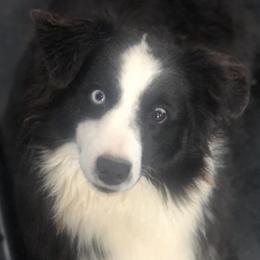 Sally - Australian Shepherd