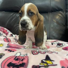 Mickey - Black tan and white male Basset Hound puppy in Remington, Virginia from Lotus Rose Basset hounds