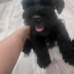 Miniature Schnauzer Puppies from SoCal Beards and Brows