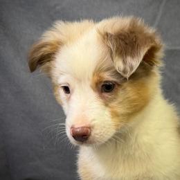 Tucker - Red merle male Miniature American Shepherd puppy in Clinton, Missouri from Mockingbirds American Minis