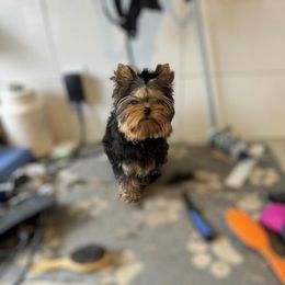 Stanky man - Black and gold male Yorkshire Terrier puppy in Kendallville, Indiana from Yorkies Kisses