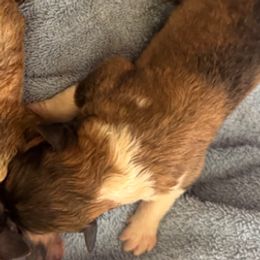 Peaches - Sable and white female Collie puppy in Carencro, Louisiana from Cajun Bayou's Collies LLC