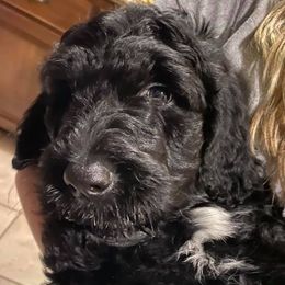 Goldendoodles from Melonie Rakestraw's Goldendoodles